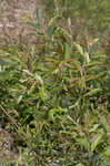 Prairie willow